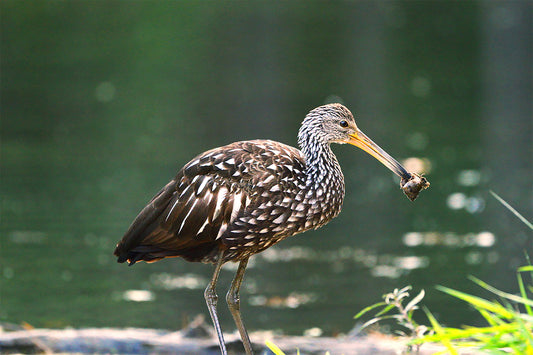 Male Limpkin Eating a Snail