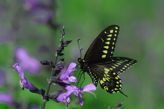Black Swallowtail on Purple Flower