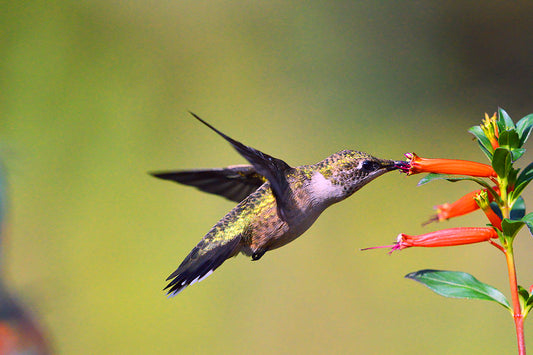 Hummingbird Eating Out of a Flower
