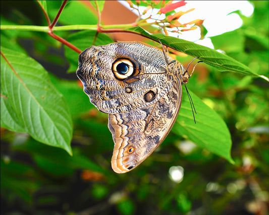 Pale Owl Butterfly