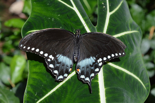 Spicebush Swallowtail on Leaf