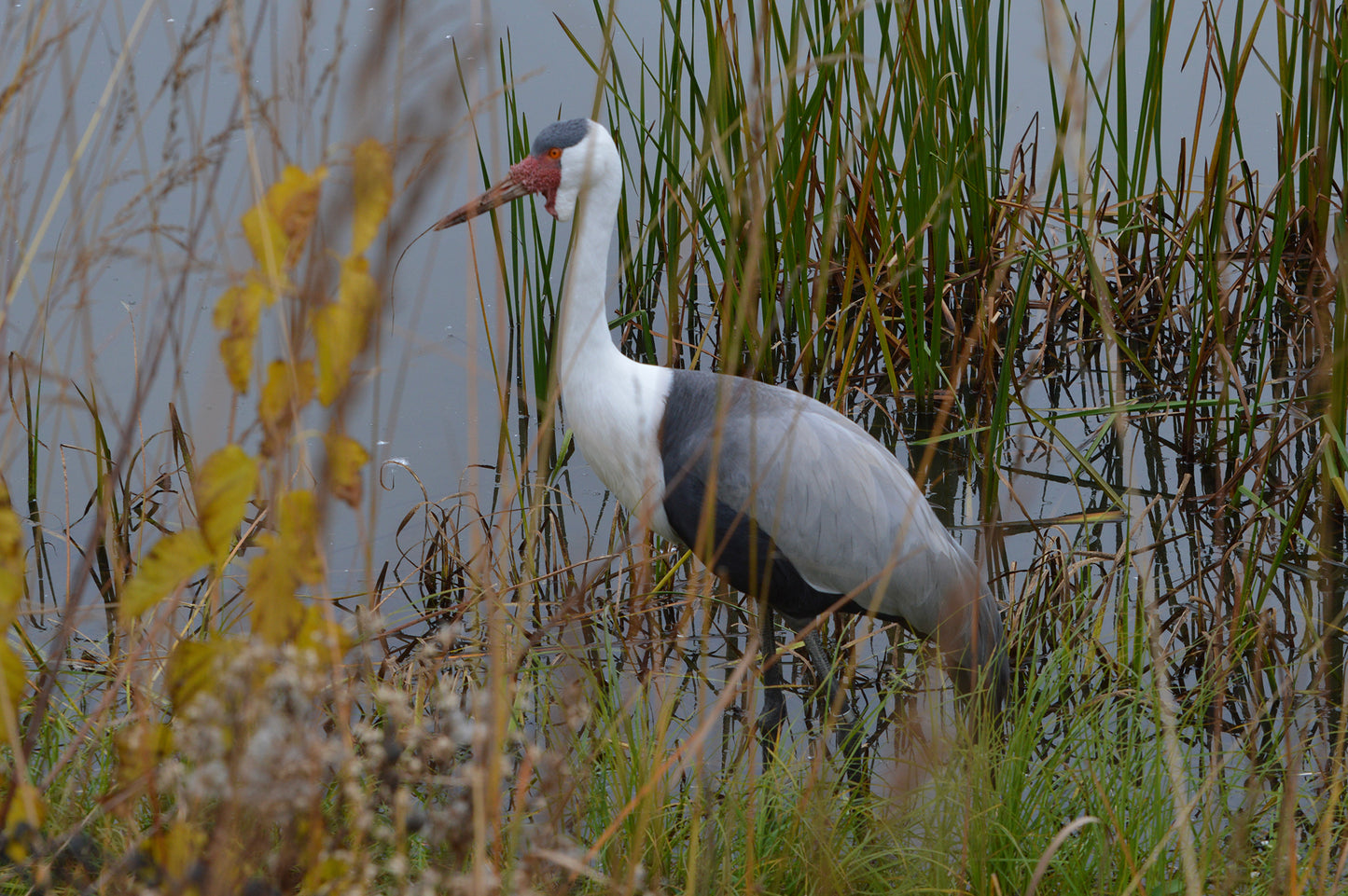Wattled Crane on Water